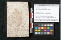 Foto (Objekt + Etikett) von Cinnamomum lanceolatum Unger (NHMW-GEO-2024-0188-8132)